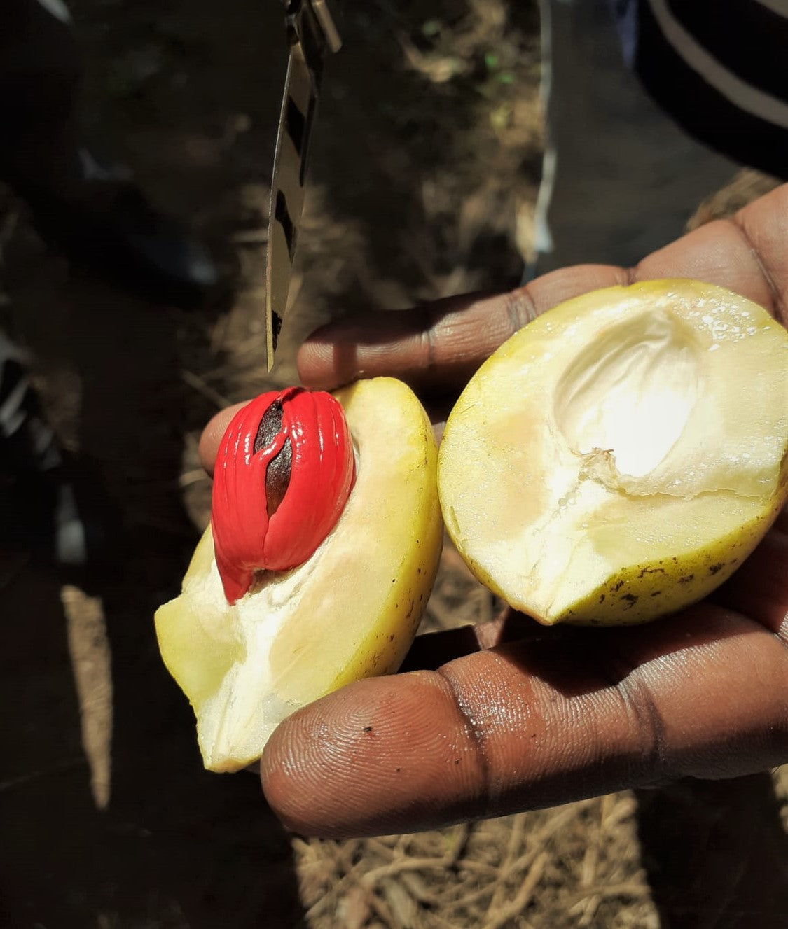 Dans le fruit du Muscadier il y a 2 épices...
