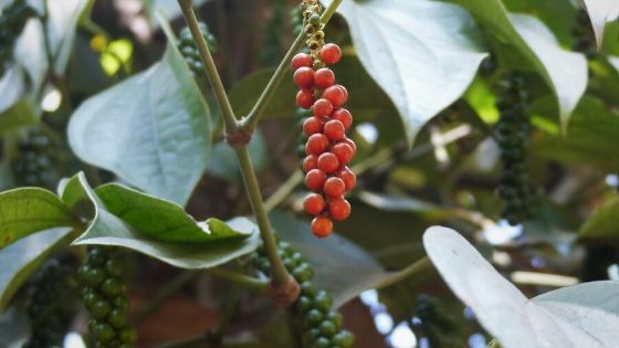 Le poivre Malabar, un trésor indien bien gardé par les connaisseurs